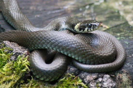 Serpiente, Kampo, Taiwan, China