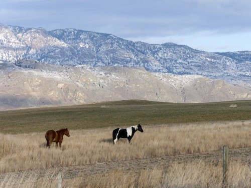 Caballo, Vaquero, Natulareza, Canadá