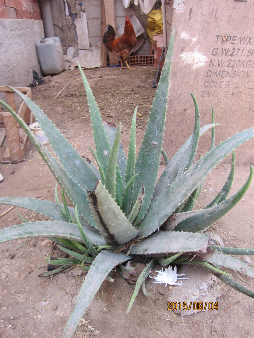 Aloe en Perú