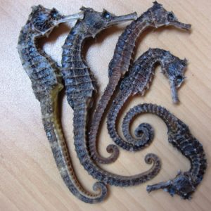Caballitos del Mar, Canpou