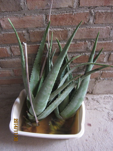 Áloe en Perú