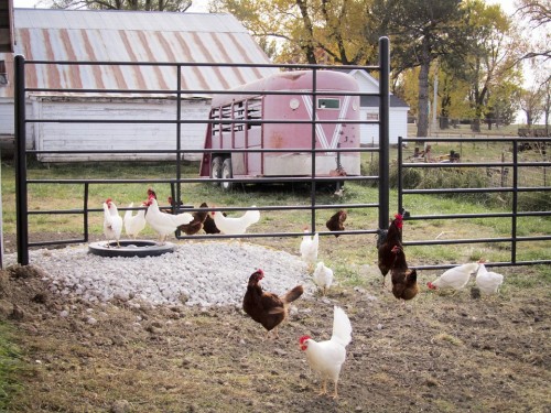 Pollos, Vaquero, Canadá, Natulareza