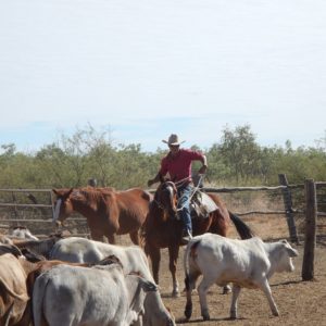 Vaquero, Caballo, Canadá, Natulareza