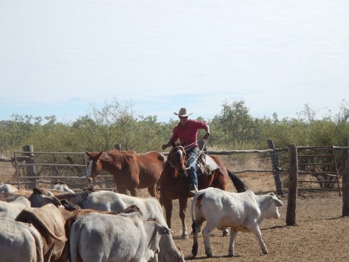 Vaquero, Caballo, Canadá, Natulareza