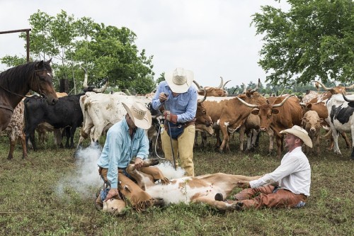 Vaquero, Caballo, Vaca, Canadá