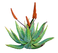 aloe vera