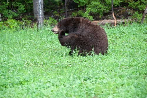 Natulareza, Oso, Excursionismo, Canadá
