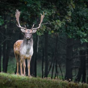 Ciervo, Animal, Natulareza, Mochilero