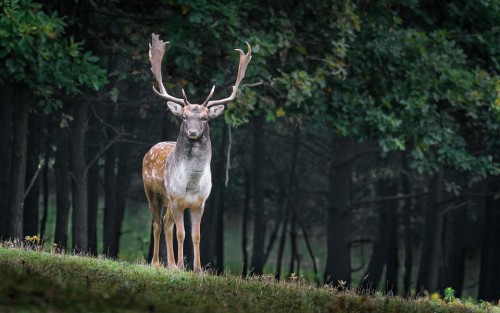 Ciervo, Animal, Naturaleza, Mochilero