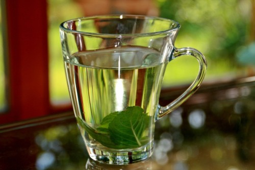 Tea de Manta