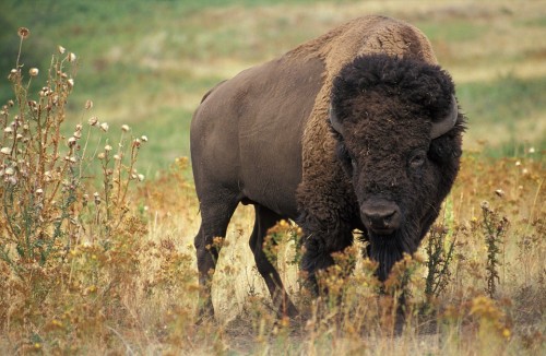 Caza, Naturaleza, Carne, Búfalo