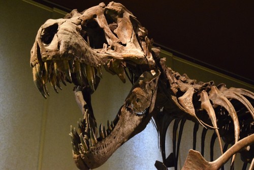 Dinosaurio, Fósil, Canadá, Naturaleza
