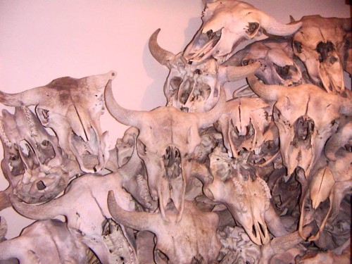 Hueso, Búfalo, Canadá, Animal