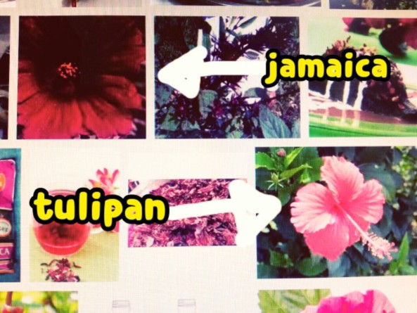 Jamaica y Tulipan. Ellos parecido igual. Pero,Tulipan tiene sus estambre más largos.