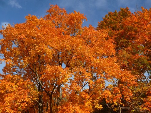 Arce, Hermosa, Canadá, Naturaleza