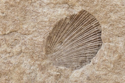 Fósil, Concha, Canadá, Naturaleza