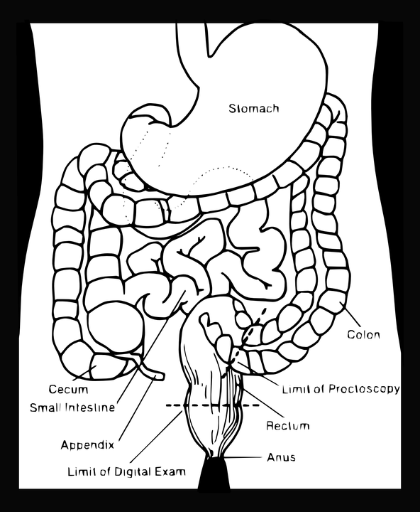 digestive
