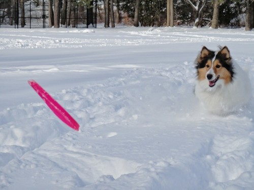 Frisbee, Diversión, Alberta, Canadá