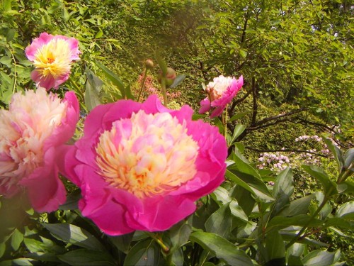 Victoria, Flor, Vancouver, Canadá