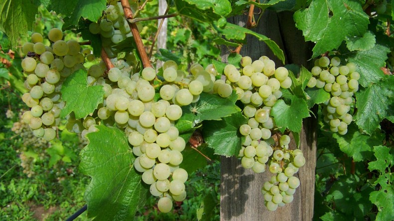 Uvas, Niagara, Canadá, Estados Unidos