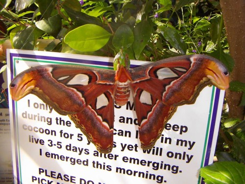 Victoria, Mariposa, Vancouver, Canadá