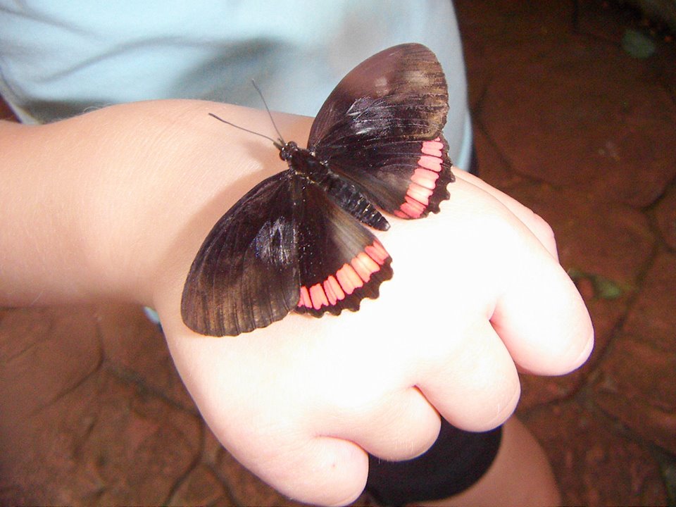 Victoria, Mariposa, Vancouver, Canadá