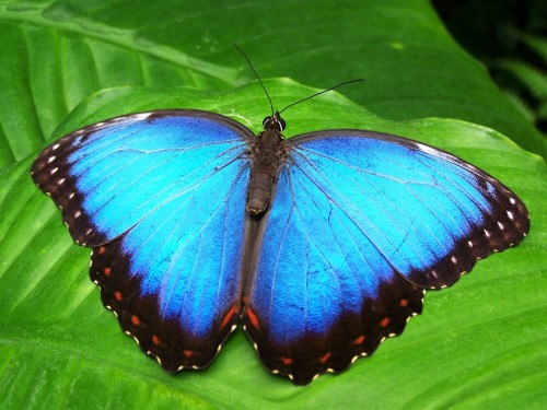Victoria, Mariposa, Vancouver, Canadá