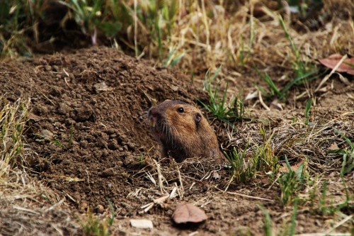 Tuza, Alberta, Canadá, Animal