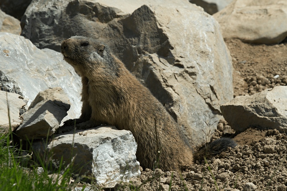 Tuza, Alberta, Canadá, Animal