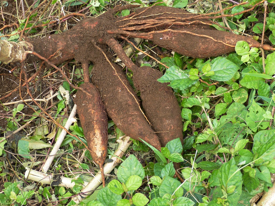 Yuca