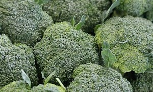 brócoli
