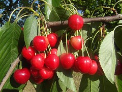 cerezas