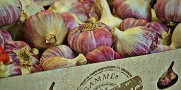 garlic-