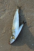 caballa