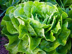 lechuga