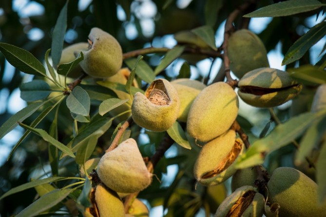 furutos de almendras