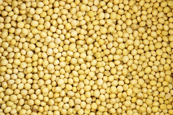 soya
