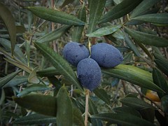 fruta de oliva
