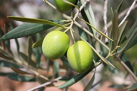 fruta de olivo