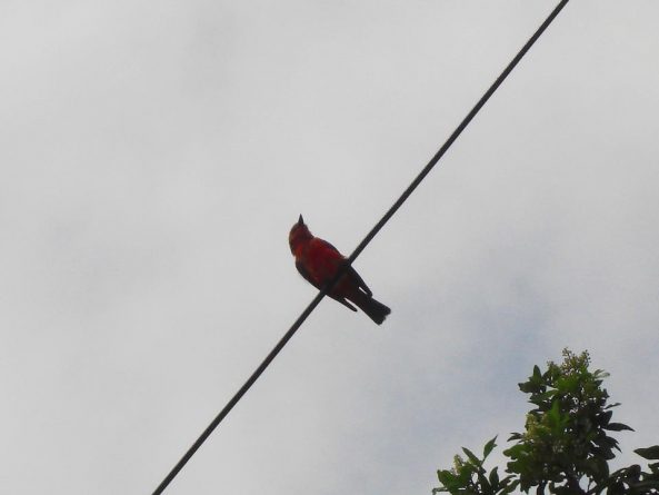 Viaje, Perú, Moyobamba, San Martin
