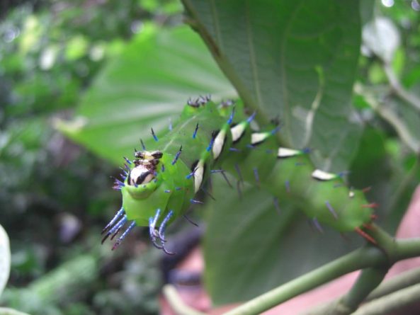 Viaje, Perú, Moyobamba, San Martin