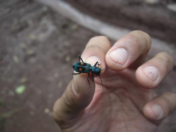 Viaje, Perú, Moyobamba, San Martin