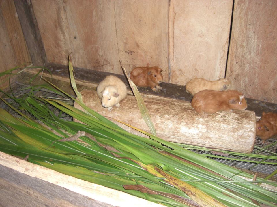Viaje, Perú, Moyobamba, San Martin