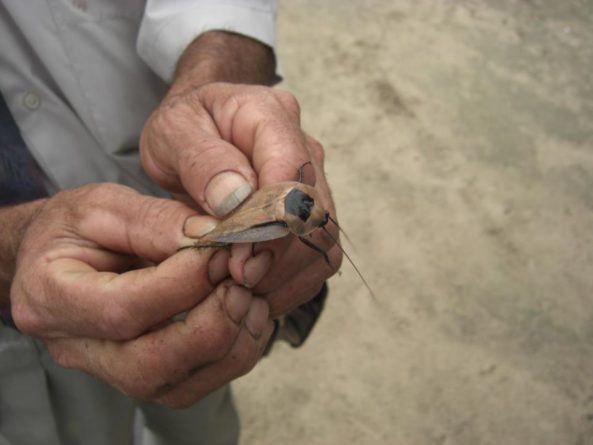 Viaje, Perú, Moyobamba, San Martin