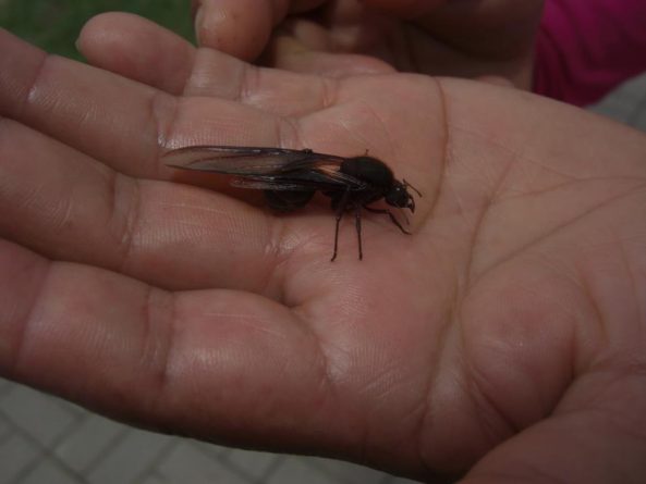 Viaje, Perú, Moyobamba, San Martin