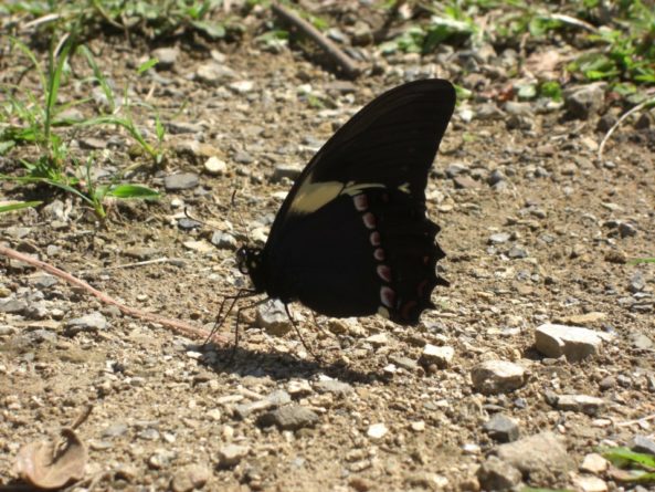 Viaje, Perú, Moyobamba, San Martin
