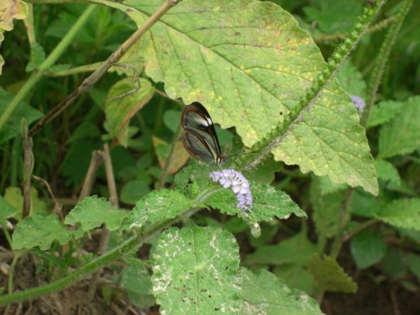 Viaje, Perú, Moyobamba, San Martin