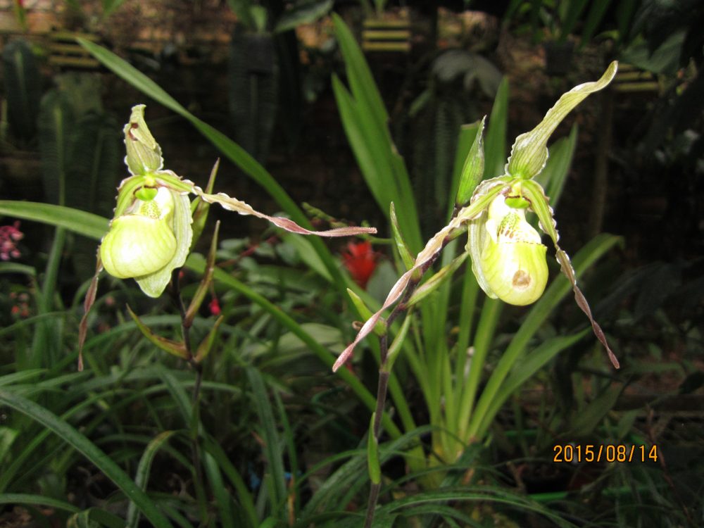 Viaje, Perú, Moyobamba, San Martin