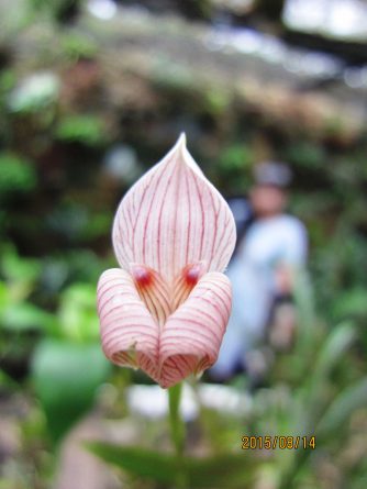 Viaje, Perú, Moyobamba, San Martin