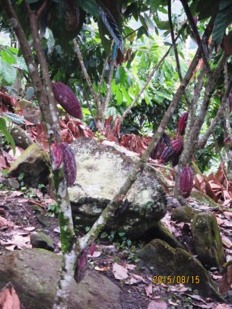 Viaje, Perú, Moyobamba, San Martin